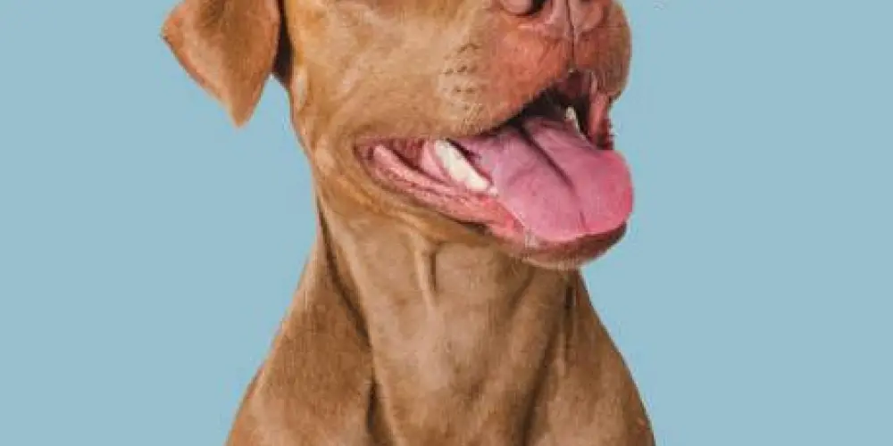 Imagem do grupo de WhatsApp ViTÃO IMAGEM 🖼️