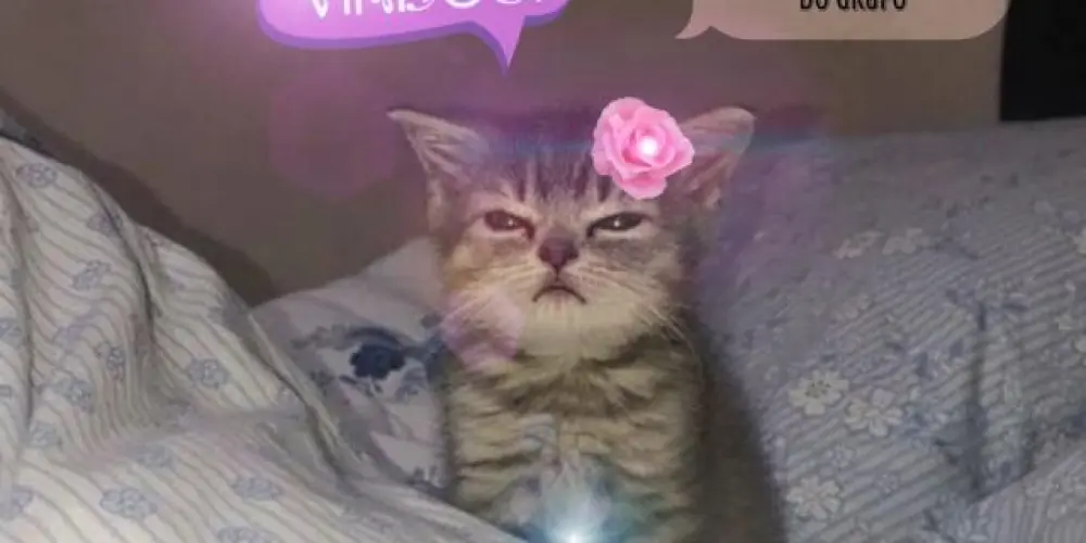 Imagem do grupo de WhatsApp 🌸 вєм νιη∂σѕ α яєνιєωѕ 🌸