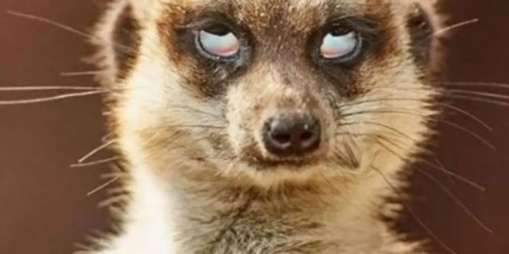 Imagem do grupo de WhatsApp Vocês decidem !