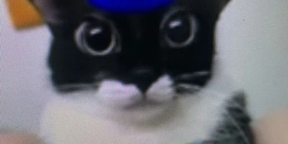 Imagem do grupo de WhatsApp ✯volk senz ✯