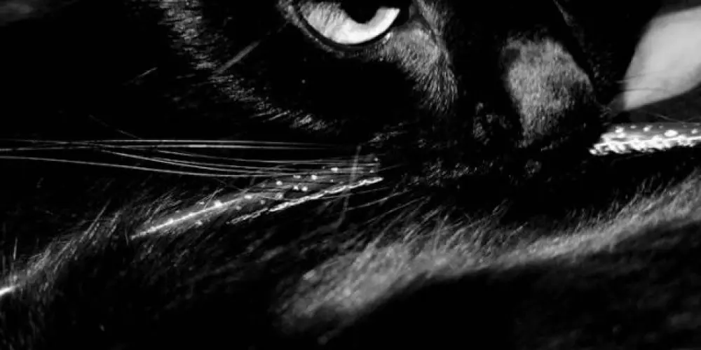 Imagem do grupo de WhatsApp 🐈‍⬛☔︎︎𝗖W̷𝐓Ɇ𝕽٭