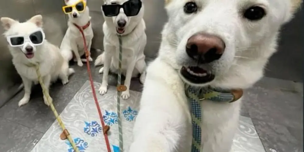 Imagem do grupo de WhatsApp 𝙏𝙍𝙊𝙋𝘼 𝘿𝘼 w̸E̸B̸