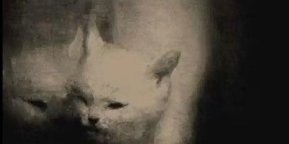 Imagem do grupo de WhatsApp 𝙏𝙍𝙊𝙋𝘼 𝘿𝘼 w̸E̸B̸