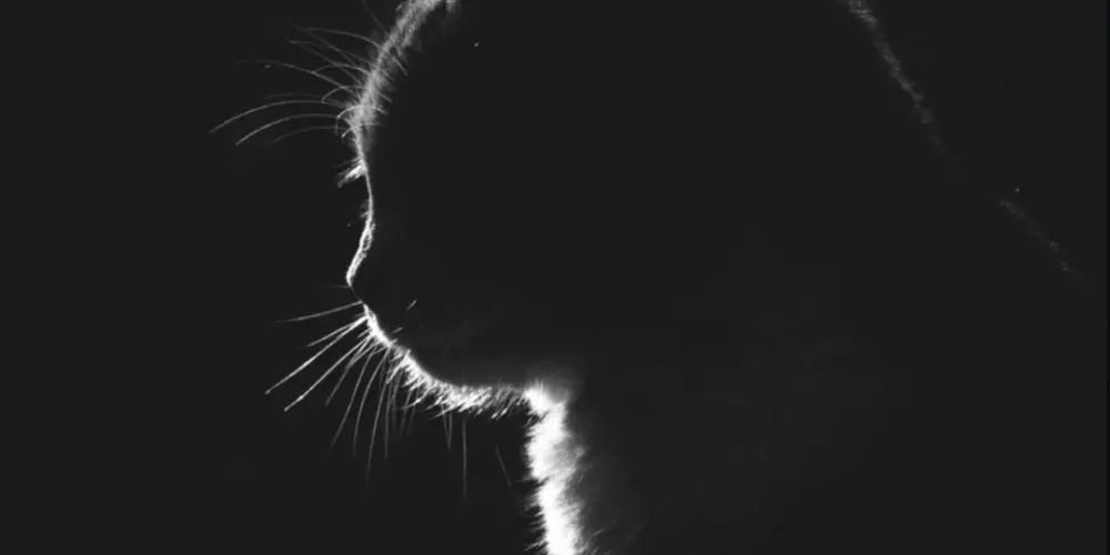 Imagem do grupo de WhatsApp 𝘿𝙞𝙣𝙖𝙢𝙞𝙘𝙤𝙨. *Web*