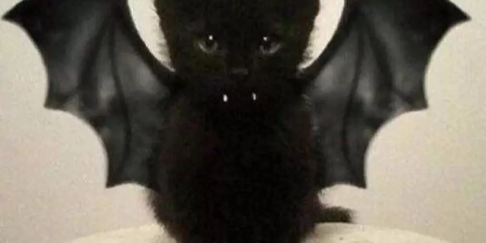 Imagem do grupo de WhatsApp Web amigos 24h sem limite.