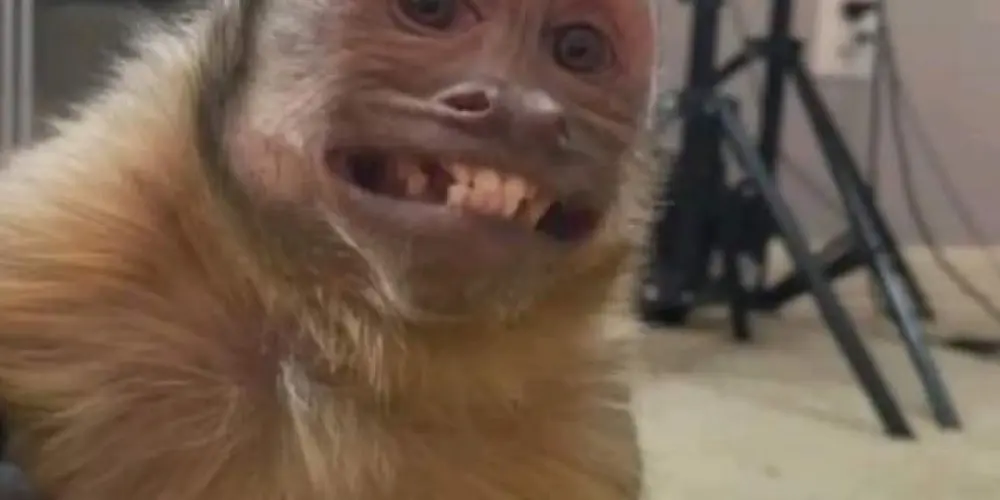 Imagem do grupo de WhatsApp web amigos