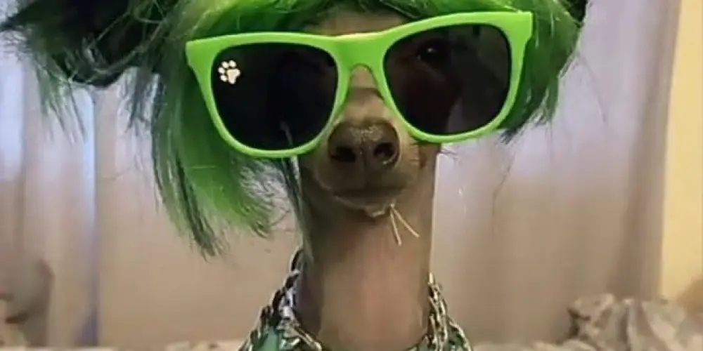 Imagem do grupo de WhatsApp web amigos