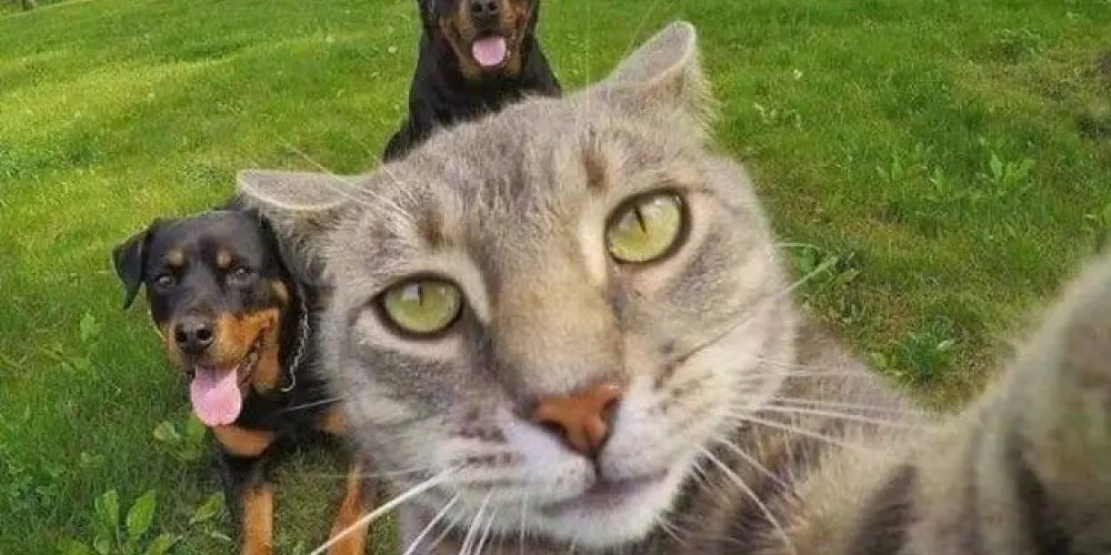 Imagem do grupo de WhatsApp Web amigos