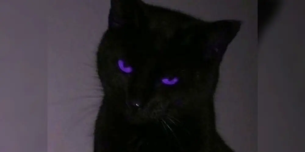 Imagem do grupo de WhatsApp Web amizade