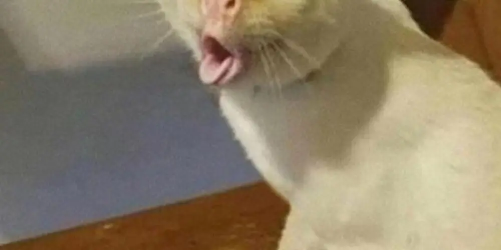 Imagem do grupo de WhatsApp 💞Web amizade💞