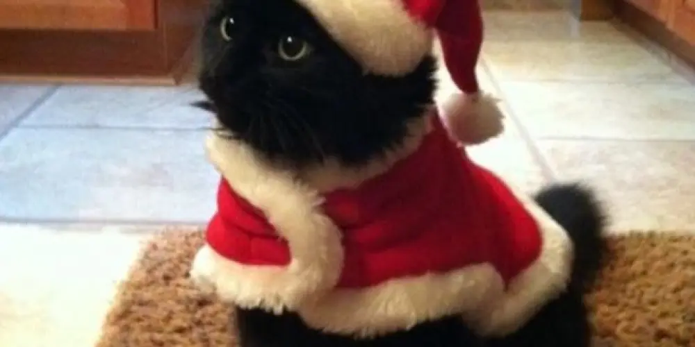 Imagem do grupo de WhatsApp web cats. 🐈‍⬛