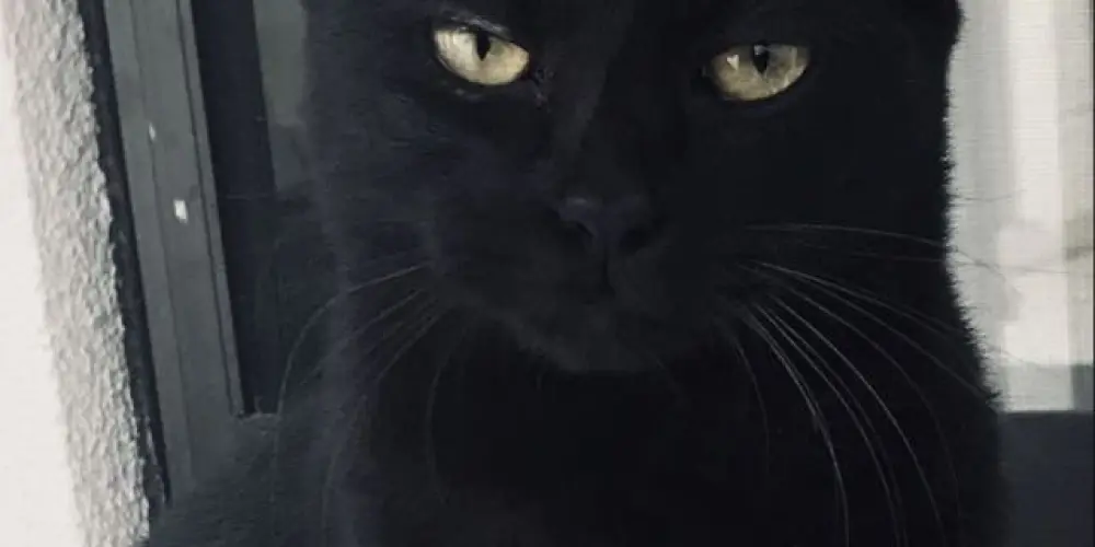 Imagem do grupo de WhatsApp web cats.🐈‍⬛