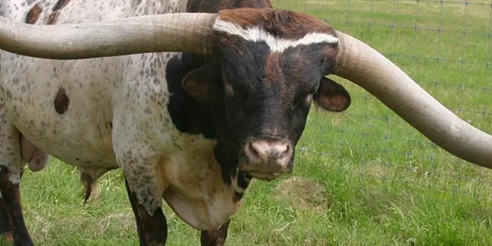 Imagem do grupo de WhatsApp WEB CORNO 🐂