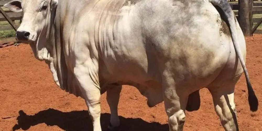 Imagem do grupo de WhatsApp Web cornos🐂