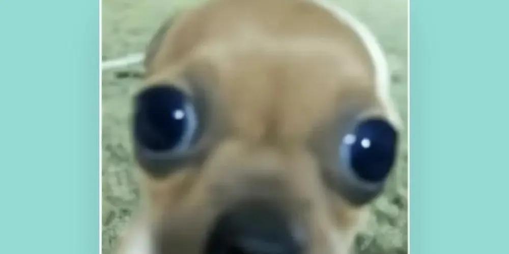 Imagem do grupo de WhatsApp web família