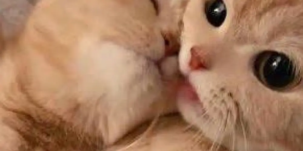 Imagem do grupo de WhatsApp Web family friend