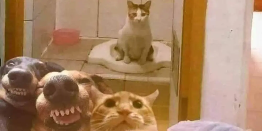 Imagem do grupo de WhatsApp Web Friends