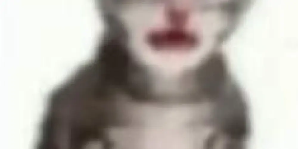 Imagem do grupo de WhatsApp Web friends 🎀