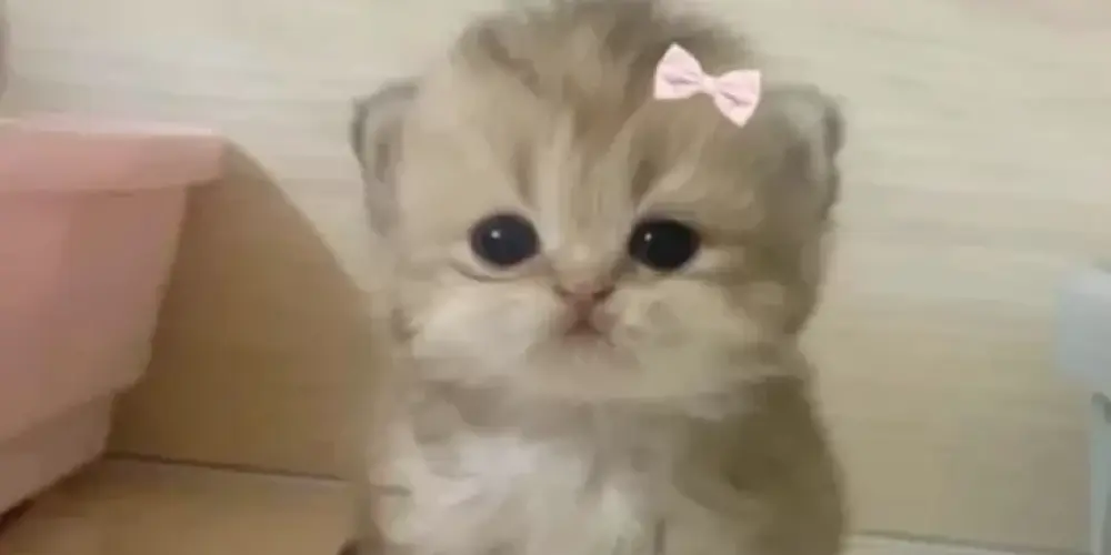 Imagem do grupo de WhatsApp WEB NAMORO E AMIZADES