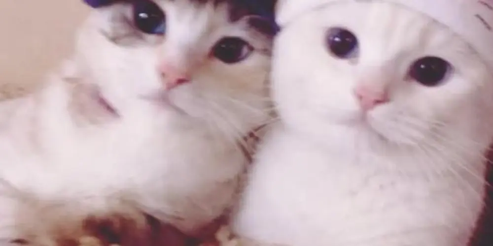 Imagem do grupo de WhatsApp Web Namoro sem enrolação 🔥💞