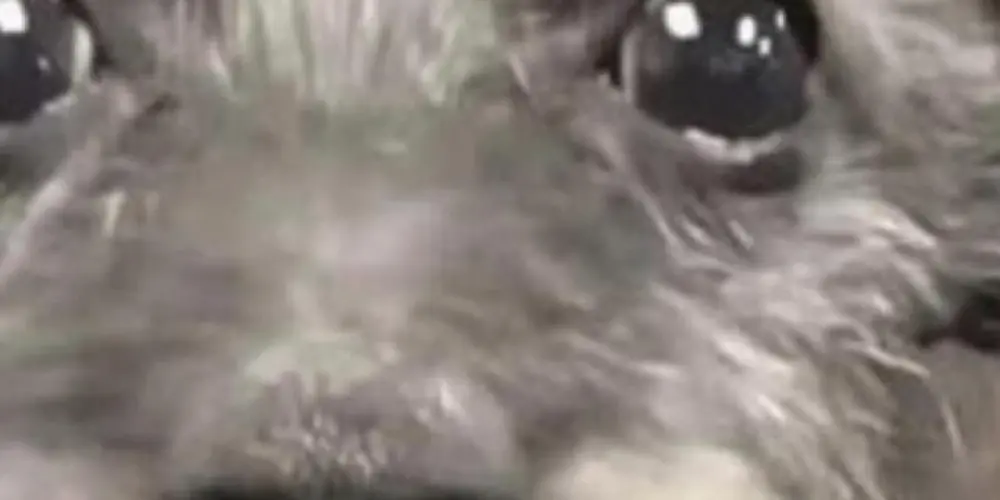 Imagem do grupo de WhatsApp Web.amigos