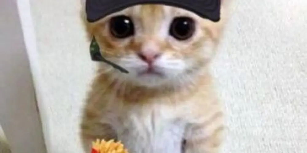 Imagem do grupo de WhatsApp Webs amizades💙🫂