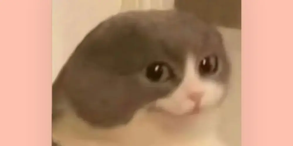 Imagem do grupo de WhatsApp Whatsbest🪀