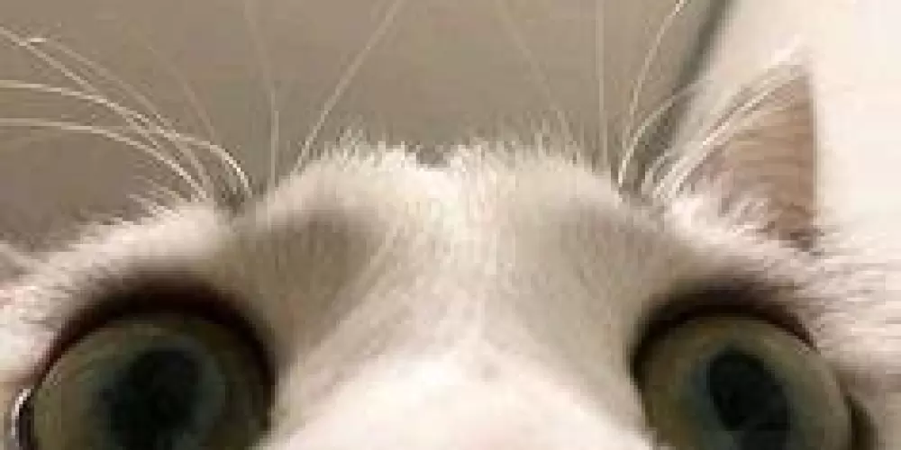 Imagem do grupo de WhatsApp Whisky com Ice 1.0