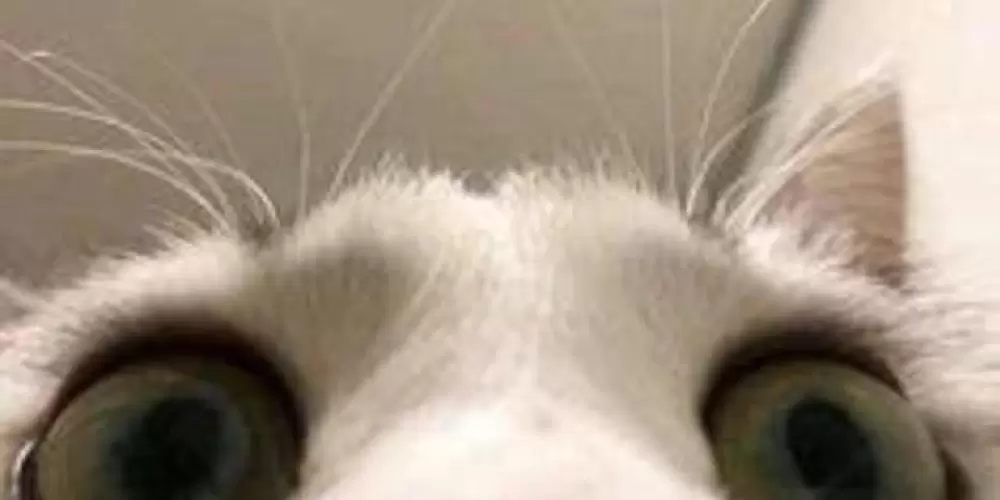 Imagem do grupo de WhatsApp Whisky com Ice 2.0