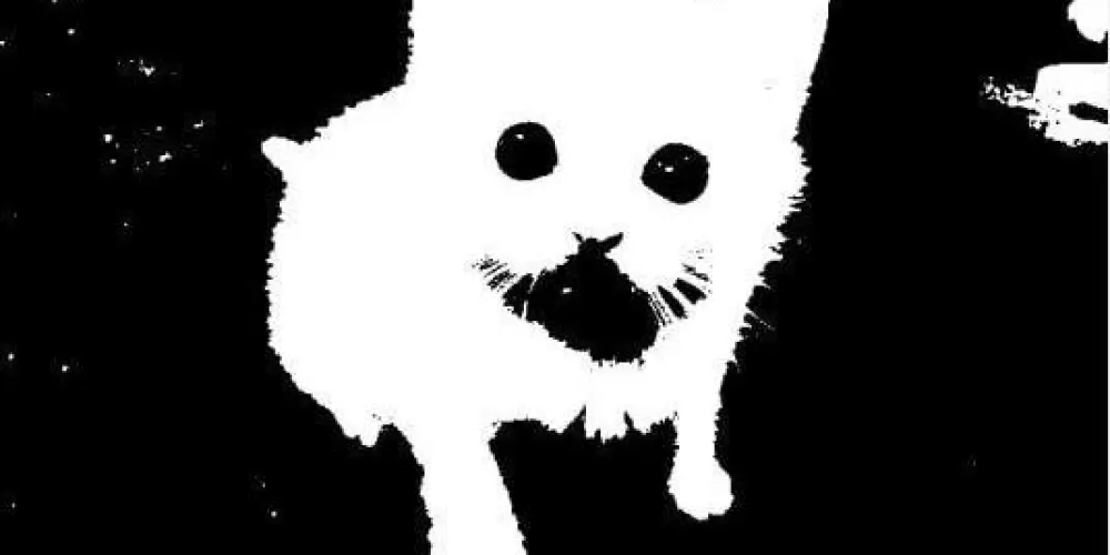 Imagem do grupo de WhatsApp White whisker