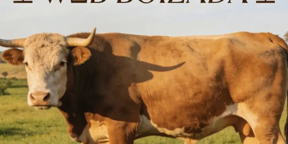 Imagem do grupo de WhatsApp 🐂 WΞB BOIZADA 🐂