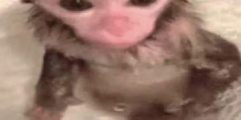 Imagem do grupo de WhatsApp ™♱Wonder-chatꕤ