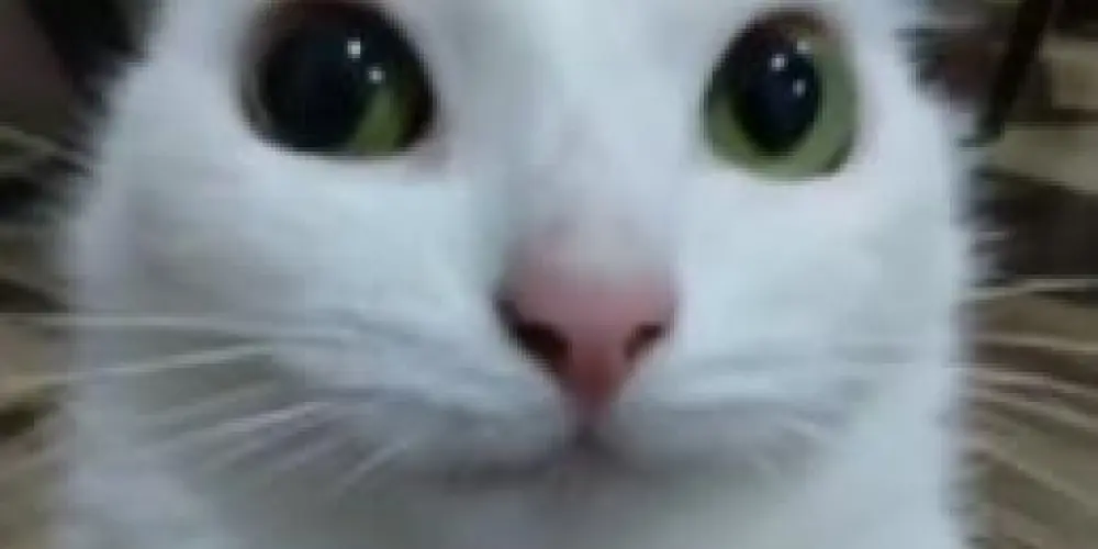 Imagem do grupo de WhatsApp You cry.