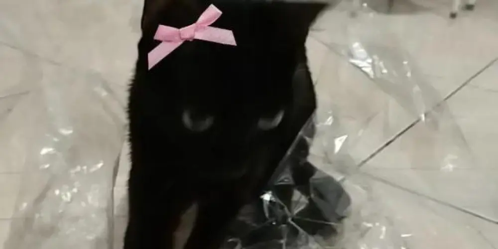 Imagem do grupo de WhatsApp you have to see