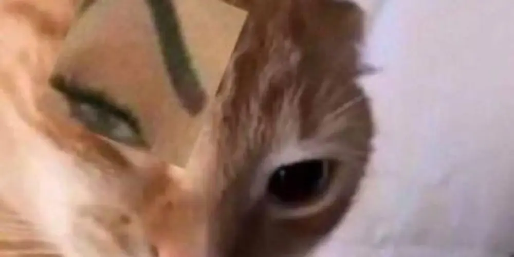 Imagem do grupo de WhatsApp ြ𖤍Webigos 🥳