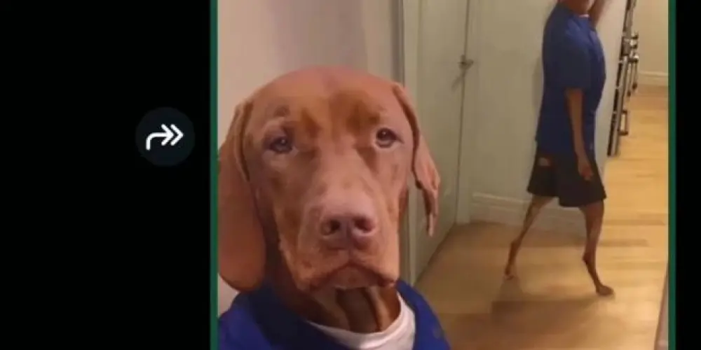 Imagem do grupo de WhatsApp Z•A