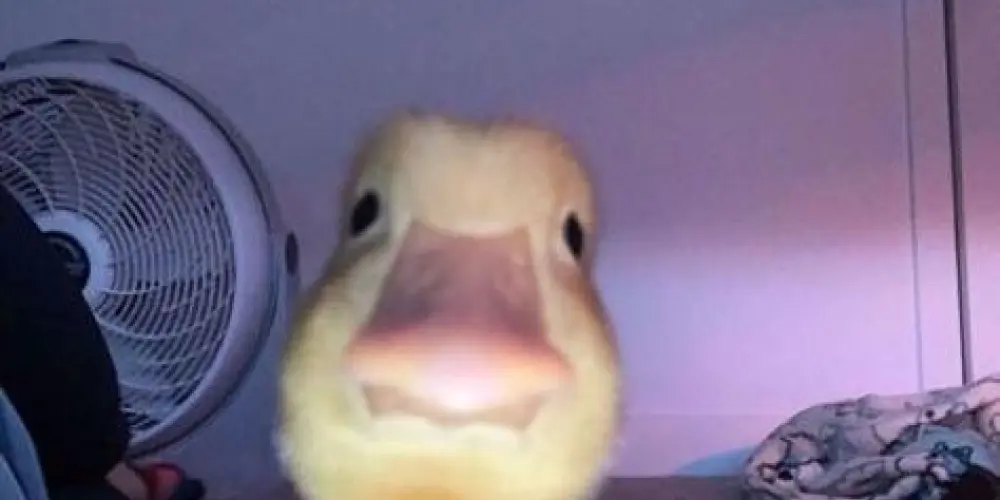 Imagem do grupo de WhatsApp 💥🧠🄰🄼🄸Zades Chat