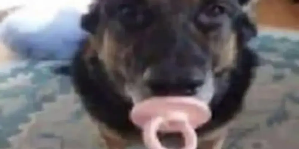 Imagem do grupo de WhatsApp zesty nigga