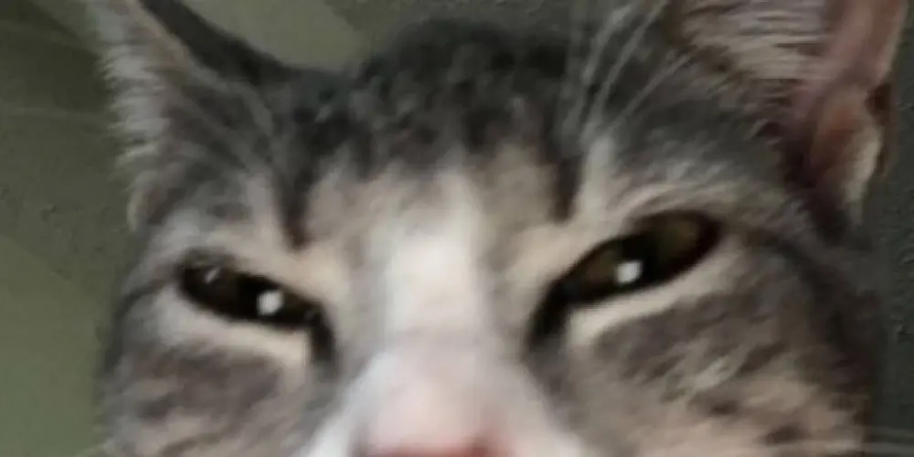 Imagem do grupo de WhatsApp zυєιяα