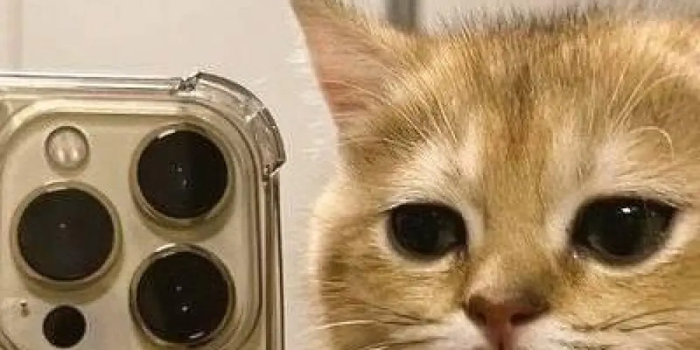 Imagem do grupo de WhatsApp Zoação sempre