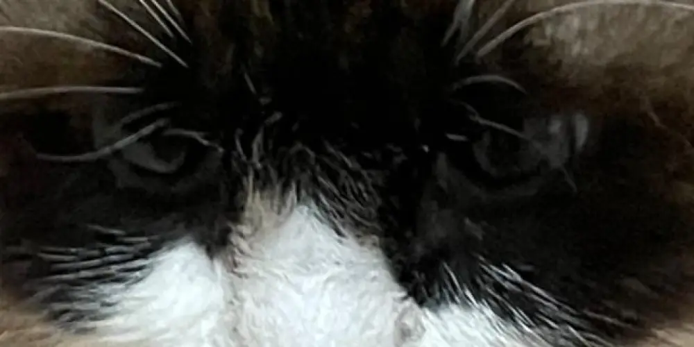 Imagem do grupo de WhatsApp Zoeira 0 limites