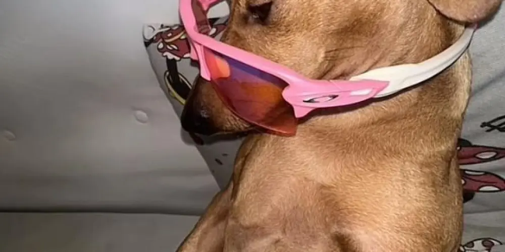 Imagem do grupo de WhatsApp Zoeira