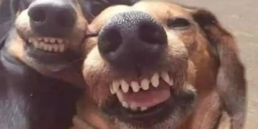 Imagem do grupo de WhatsApp Zoeira de sobra✨