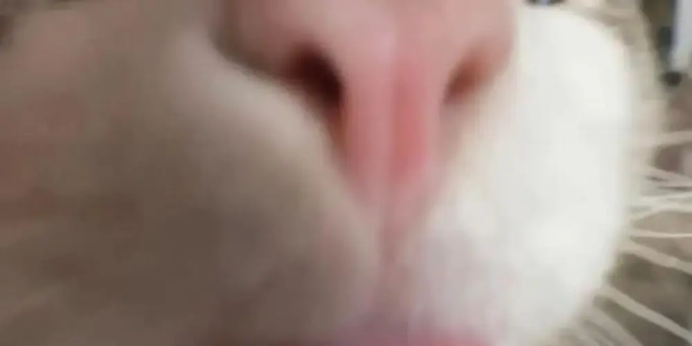 Imagem do grupo de WhatsApp ꧁Ƶ̶Ø̶Ɇ̶Ɨ̶Ř̶Ⱥ̶ ̶Ợ̶Ꞥ̶꧂