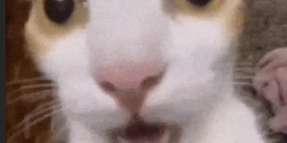 Imagem do grupo de WhatsApp Zoeira ponto sem limite 🤪🤡