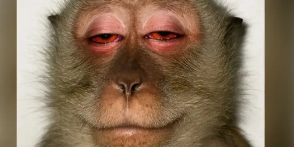 Imagem do grupo de WhatsApp Zoeira sem limites 🔥