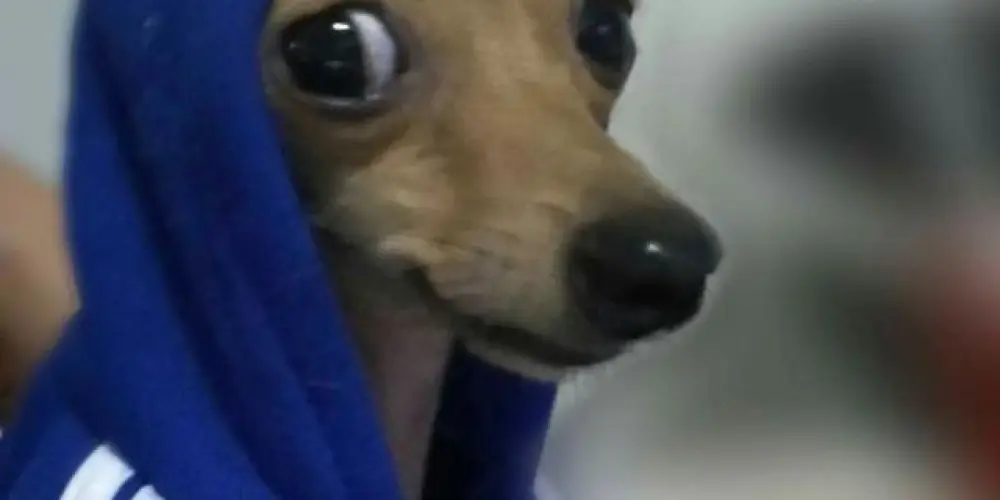 Imagem do grupo de WhatsApp Zoeira total🤪😈