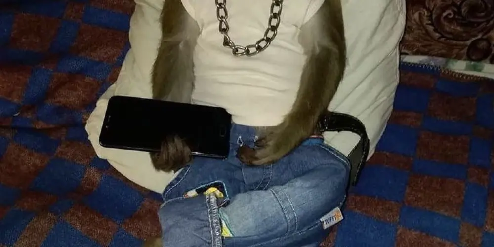 Imagem do grupo de WhatsApp ZOEIRA TOTAL