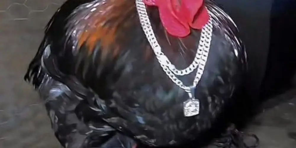 Imagem do grupo de WhatsApp ZOEIRA TOTAL 🔥💥👻