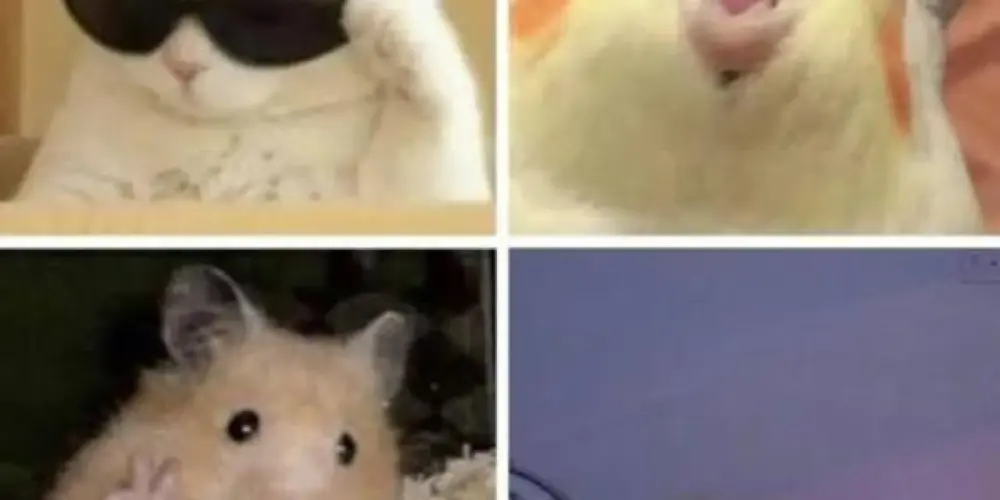 Imagem do grupo de WhatsApp Zoeira total